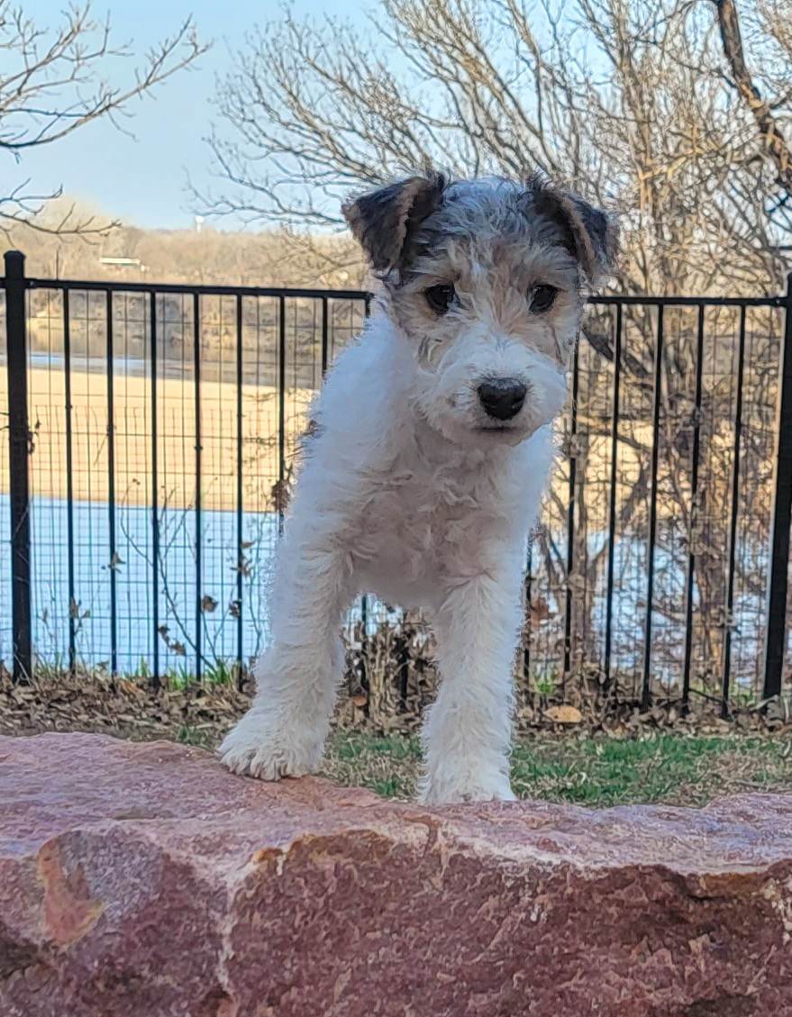 smDeWittHall's tweet image. She just parkoured off my leg. #newpuppy