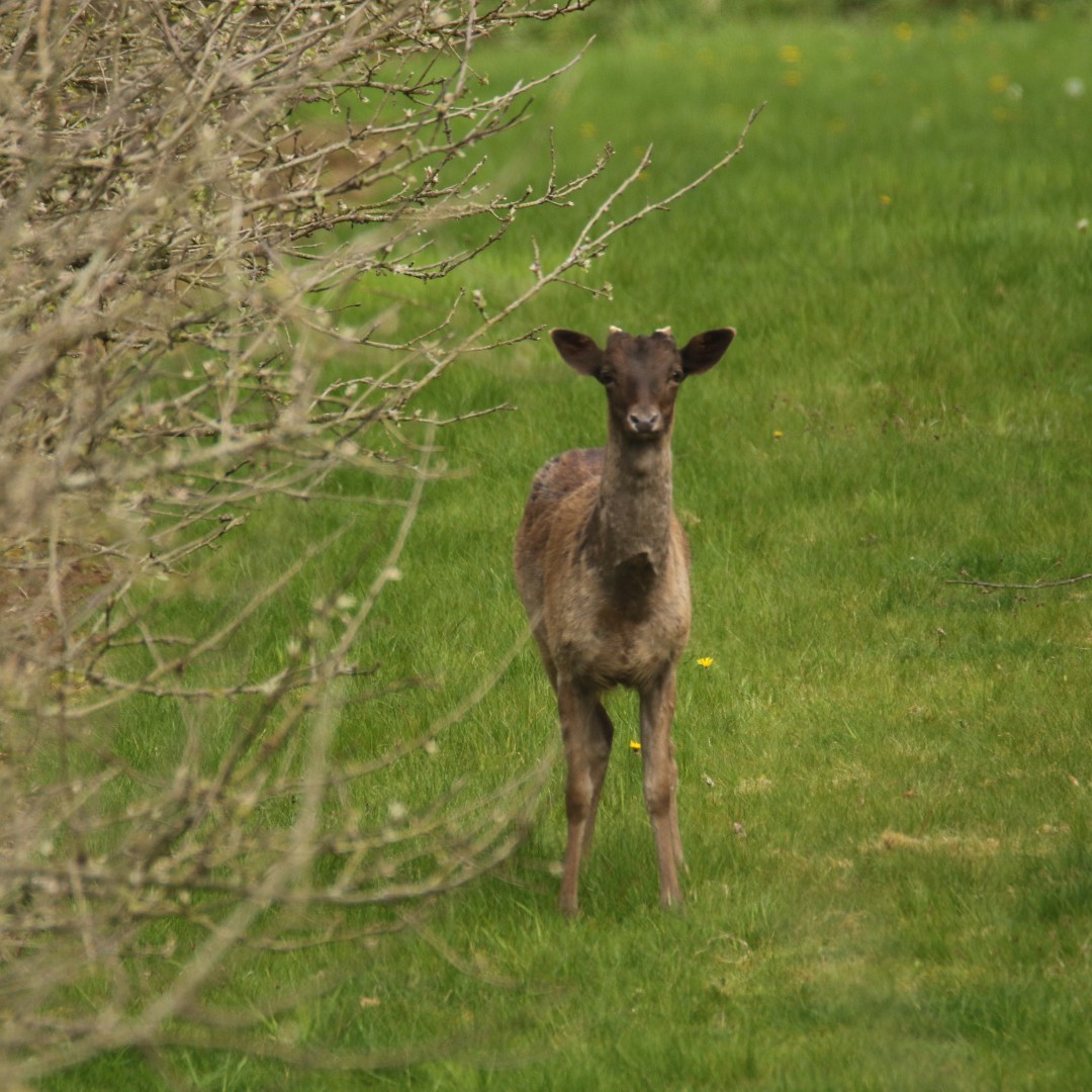 BritishDeerSoc's tweet photo. Some recent fallow deer photos shared with BDS by Grahame Camm
#deer #deerphoto #deerphotography #deerofinstagram #fallowdeer #animals #wildlife https://t.co/HSQFg6zBSN
