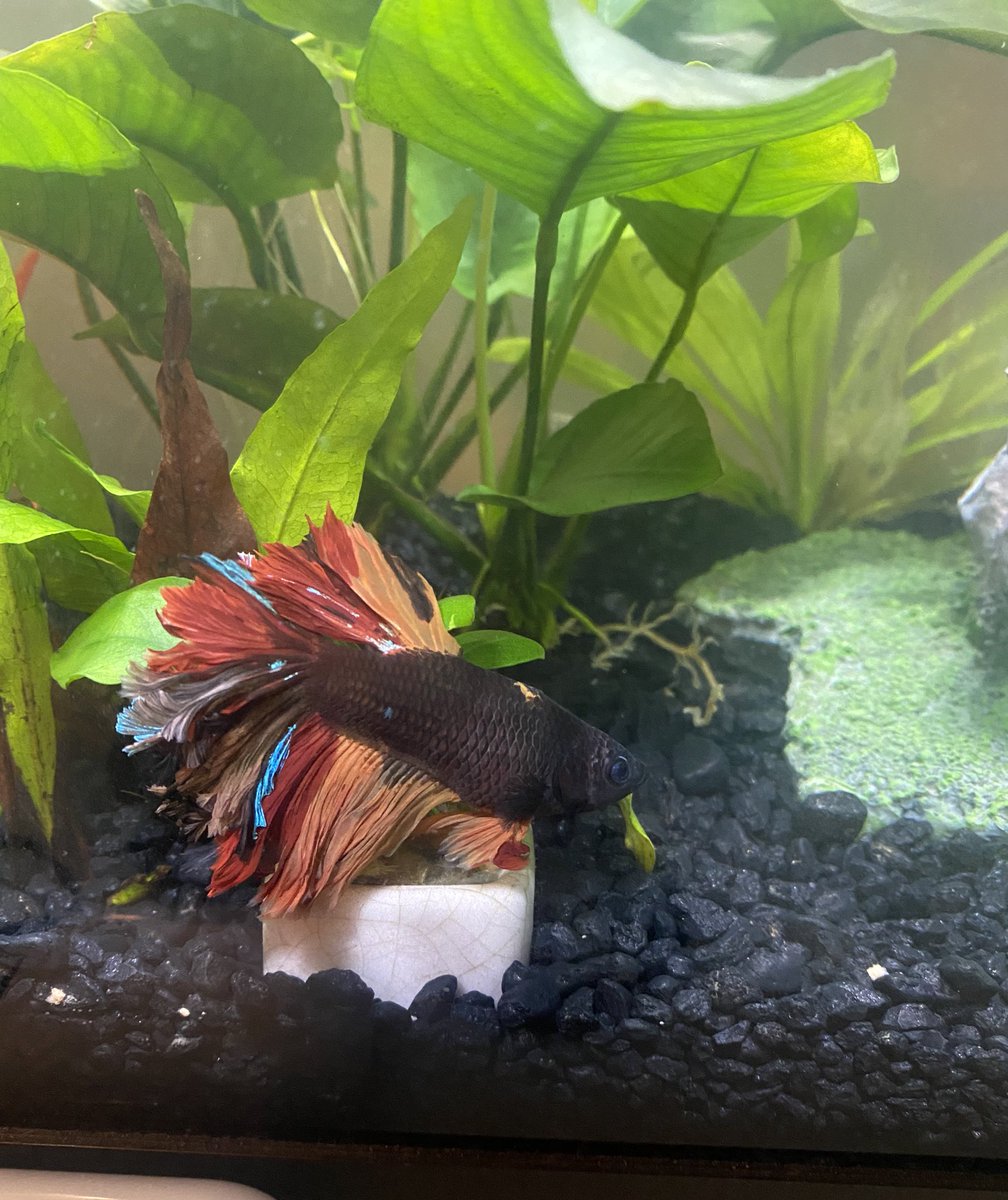 claiirejohnson's tweet photo. 6 months difference of my fish 🫶🏼 https://t.co/HLAp3EBBw8