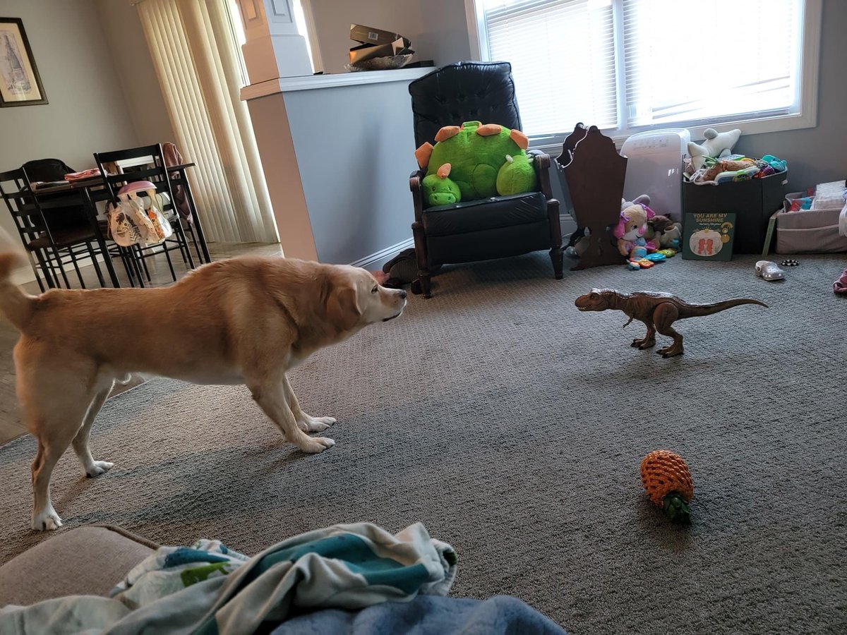 This is Wallace. He thought the dinosaurs had died off. Also thought they were bigger. Either way, this is a no T-rex household… and he intends to keep it that way. 13/10