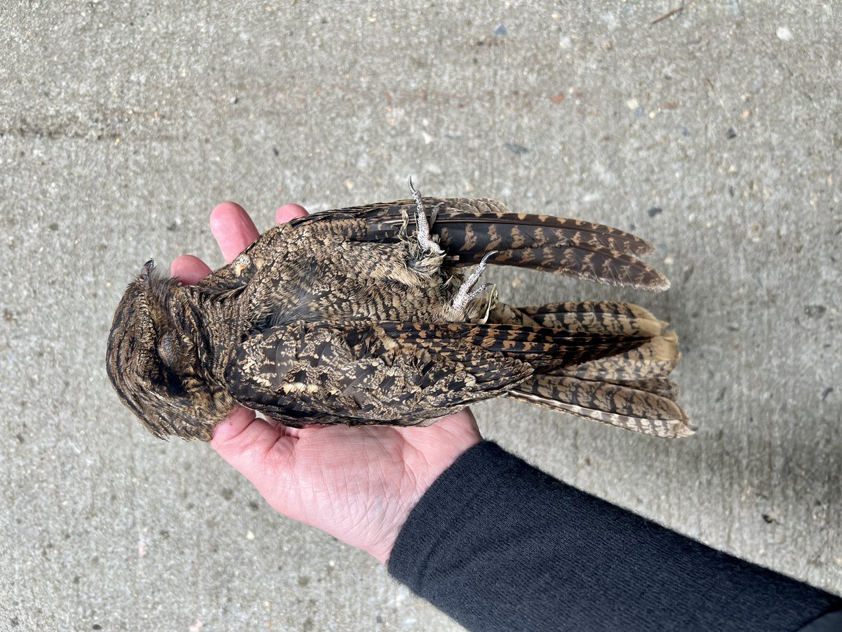 I’ve never seen a Chuck-will’s-widow in the wild and certainly never expected to see one as a window-collision victim, but here we are. Rest easy, sweet nightjar. Financial District, NYC. #nycbirds