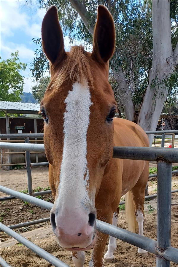 Thank you to everyone who donated to the fundraiser paying tribute to Deuze, considered by many to be “the cutest horse in the world.” We are honored to use your generous gifts to help other horses! Learn more about the fundraiser: fundraise.morrisanimalfoundation.org/memorials/Deuze