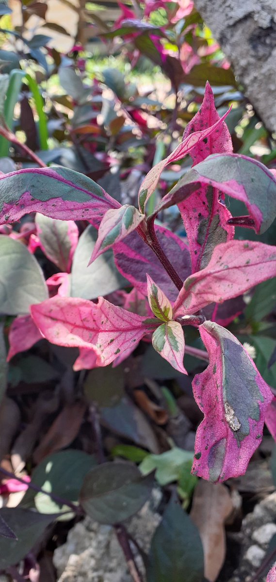 A lot of purple hues on feeds today. Thought I'd join! 😅💜💜

#GardenersWorld #garden #GardeningTwitter #gardenshour