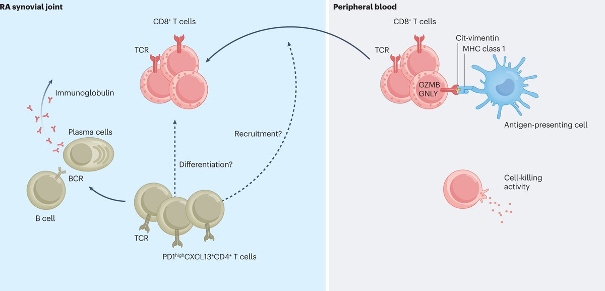 NatRevRheumatol's tweet image. #MayIssue | This #NewsandViews discusses new data suggesting that #CD8+ T cells contribute to #citrulline-specific immune responses in #RheumatoidArthritis.

go.nature.com/3V8h2xd