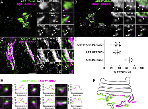 .@freethepipette, @fran_bottanelli and colleagues combine gene editing and STED super-resolution #microscopy to reveal the nanoscale localization of ARF #GTPases in living cells bit.ly/3HhBHcp