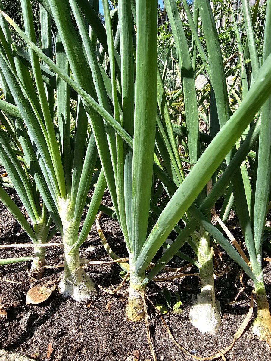 DarkSkyArtistry's tweet image. It's green/spring onion time! These treats remind me of summers on my grandparent's farm. My sister and I would pick these, cut off the roots, dip in salt, and munch away! We did the same with radishes. #vegetablegarden #childhoodmemories #eatingwithintention #organicgardening