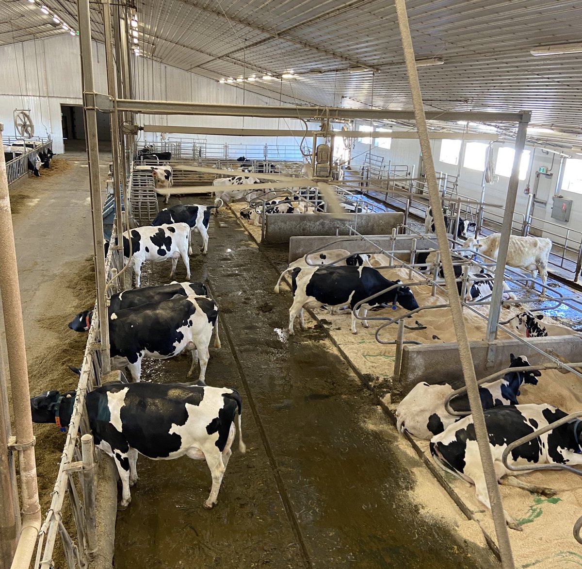 306TriciaWard's tweet photo. A bird’s eye view can be seen of the #universityofsaskatchewan dairy herd, milking parlour and milk robot from the cow-walk at the Rayner Dairy Research &amp; Teaching Facility. Go check out 100 lactating cows and learn more about the dairy industry. #dairyfarmersofsask #saskdairy https://t.co/kemX8TrEF6