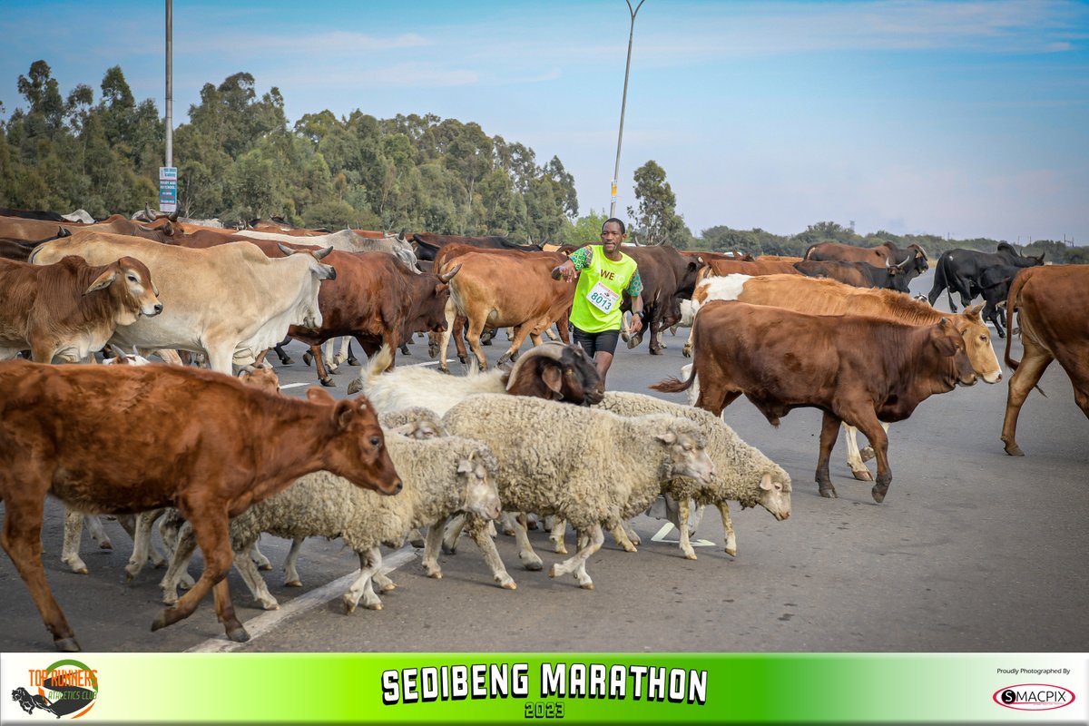 Race pix are live on smacpix.co.za

It was wedding vibes and unusual traffic happening at the @SedibengMarathon with #TopRunnersAC

We hope you had a great race.