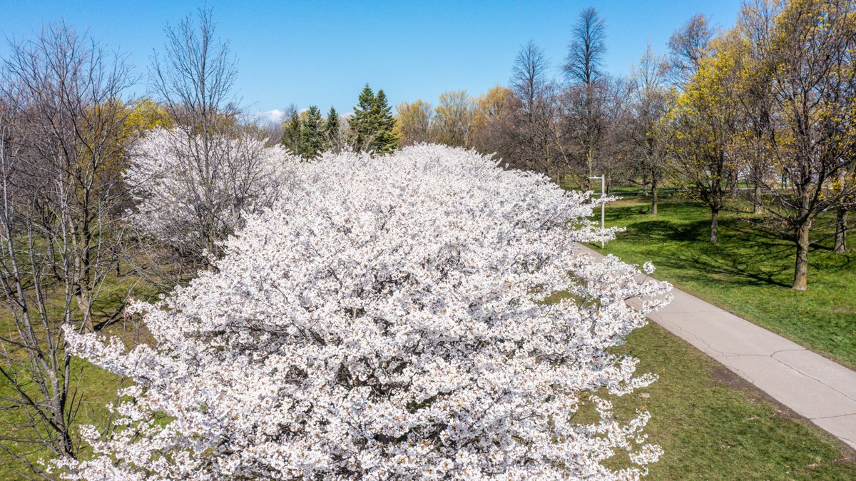 Patrick Brown on Twitter "RT CityBrampton Have you checked out the