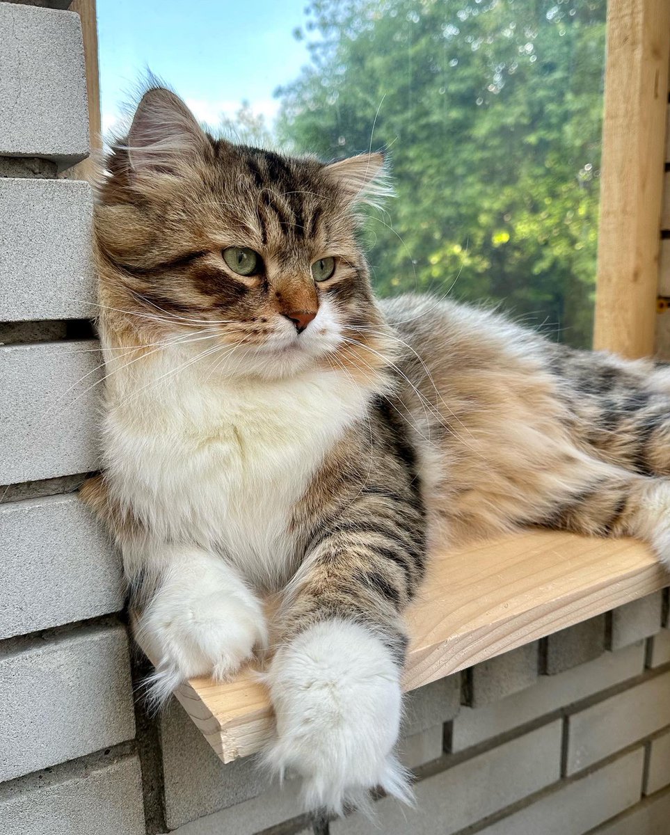 NevaAngelsCats's tweet photo. We all know that perfection does not exist... Are you sure? 😻🤗😎 #cats #CatsofTwittter https://t.co/Tb1ciT5uSw