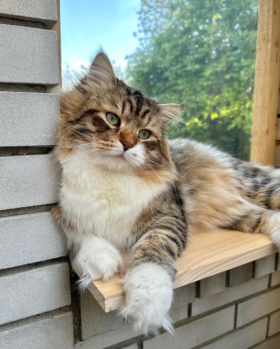 NevaAngelsCats's tweet photo. We all know that perfection does not exist... Are you sure? 😻🤗😎 #cats #CatsofTwittter https://t.co/Tb1ciT5uSw