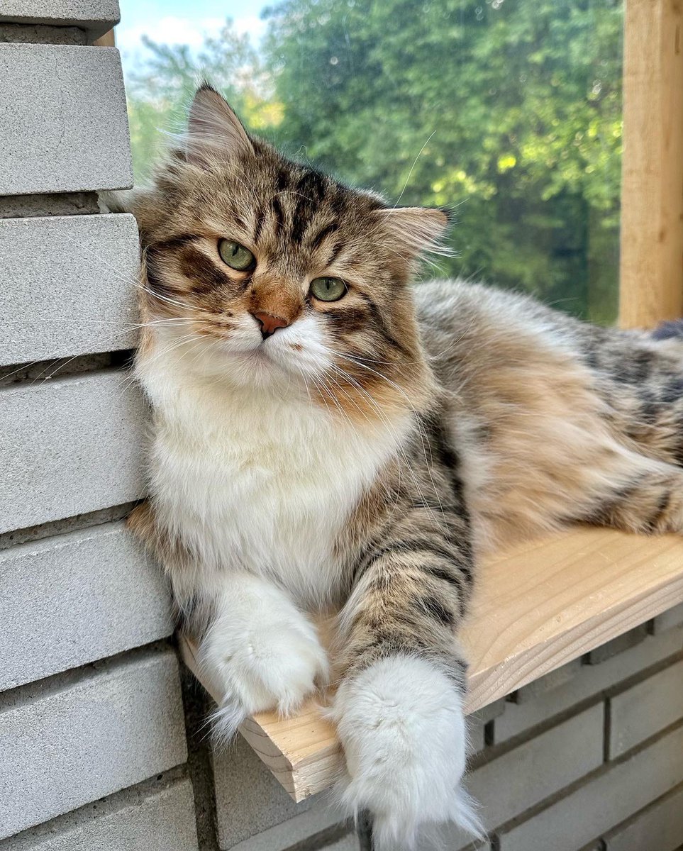 NevaAngelsCats's tweet photo. We all know that perfection does not exist... Are you sure? 😻🤗😎 #cats #CatsofTwittter https://t.co/Tb1ciT5uSw