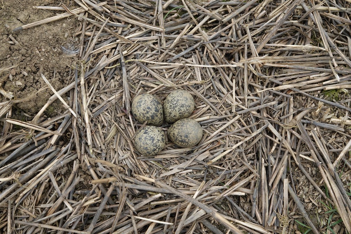 AdeysAlthorp's tweet photo. Four new lapwing nests today!  On this cultivated field contractor &amp; conservationist Steve M. worked around the nesting birds with care. On our wheat crop beyond I found another nest in a bare strip with 4 eggs. 
Conservation@althorp.com #vanellus #goodfarming #realconservation https://t.co/sYWlKy4L5u