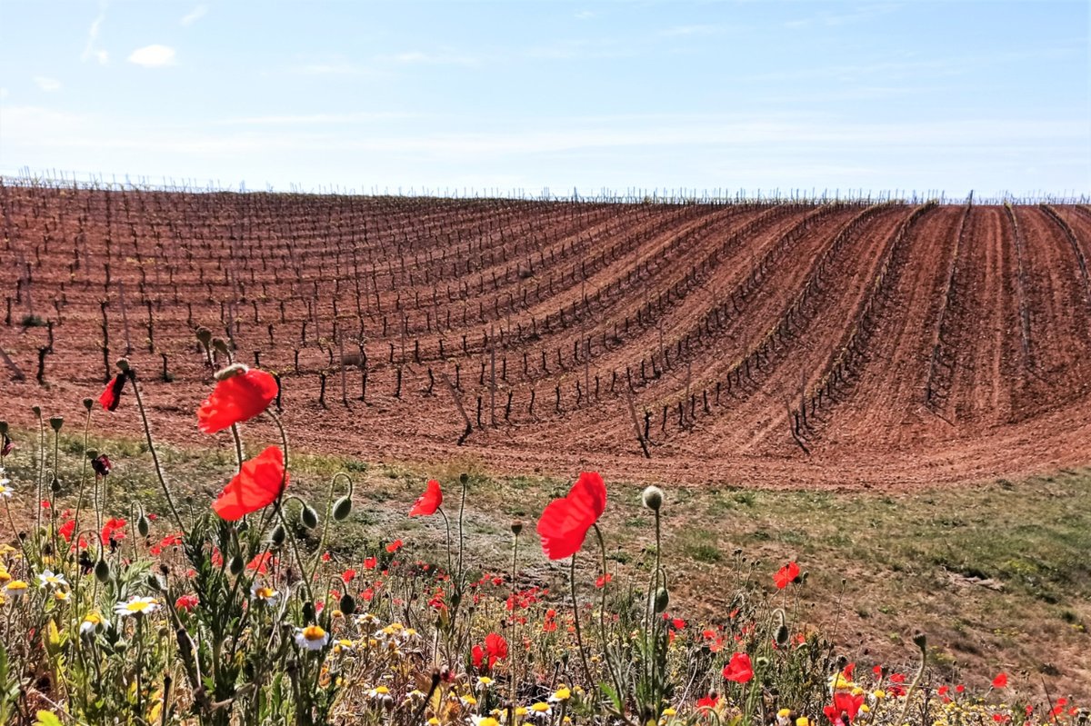 Así de bonito está nuestro viñedo de la DO Rueda. Si lloviese cómo mejoraría...