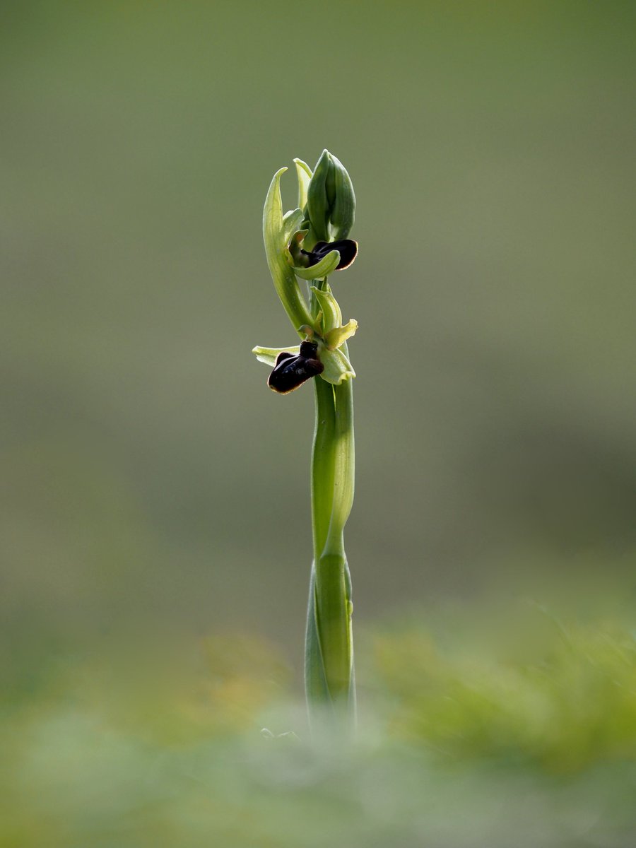 Last year I broke my leg,  it was bad.  @SamphireHoe1997, rather than the Purbeck coast was my destination for Early Spider orchids this year. 
I took my  mate who has ME and finding orchids in the car park were perfect for her and me!  
@ukorchids @BSBIbotany @Britainsorchids