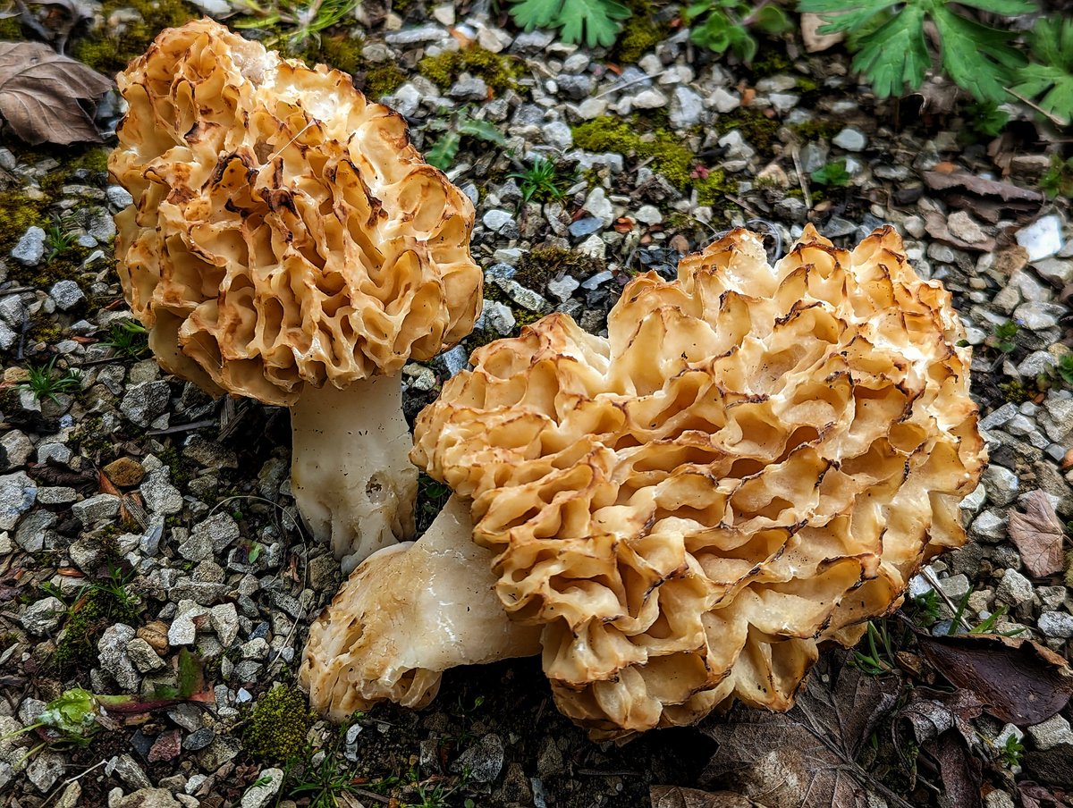 celticwildfood's tweet image. Small family of Morels, found on a garden path today.
#fungi #mushrooms #nature