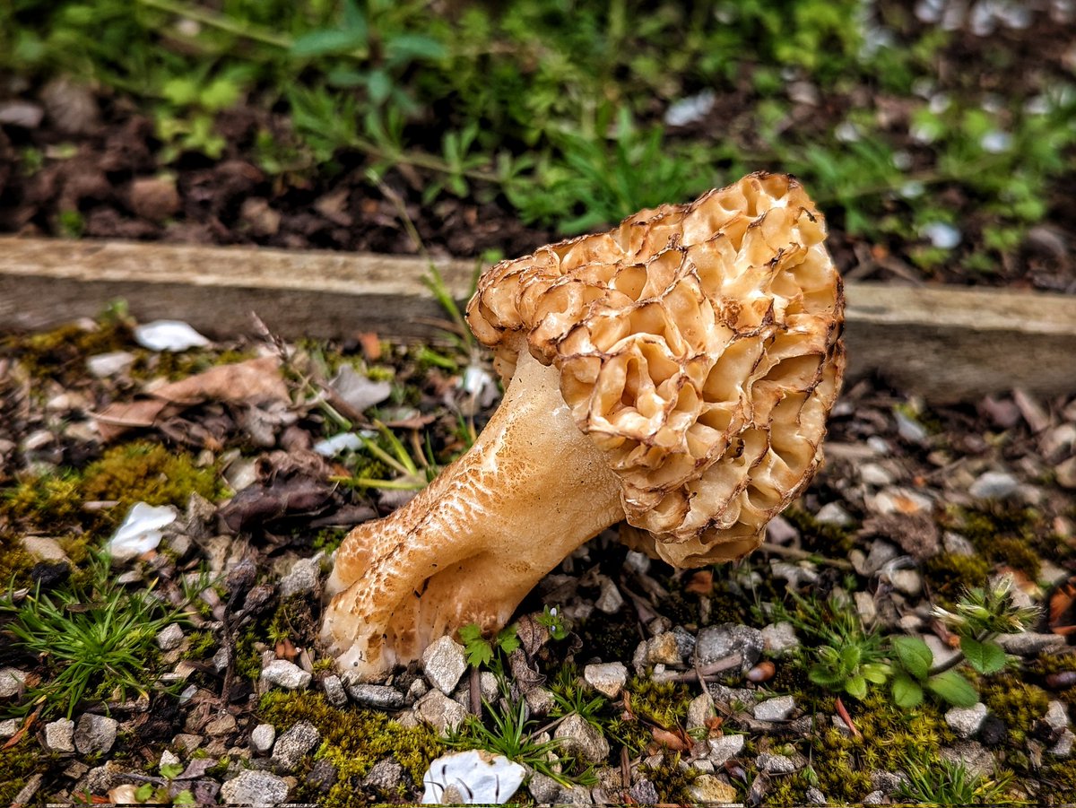 celticwildfood's tweet image. Small family of Morels, found on a garden path today.
#fungi #mushrooms #nature