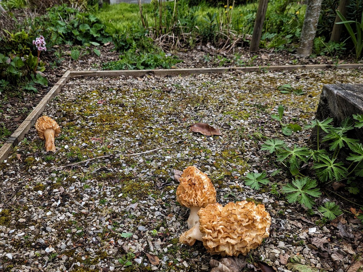 celticwildfood's tweet image. Small family of Morels, found on a garden path today.
#fungi #mushrooms #nature