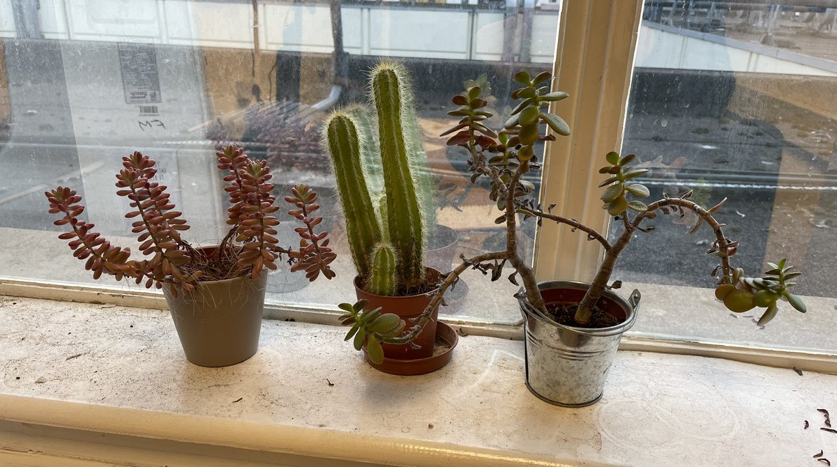 BertieBear13's tweet photo. @TourGuideTed @mpambrun @TeddyTedaloo @SnowCowan @BarneyBeernard @GresleyDragon @Sunniethehoob These is they (some don’t look very happy and Hoom sez do not look at the state of her work windowsill) but still… #Survivers https://t.co/bzVTR0WPwX