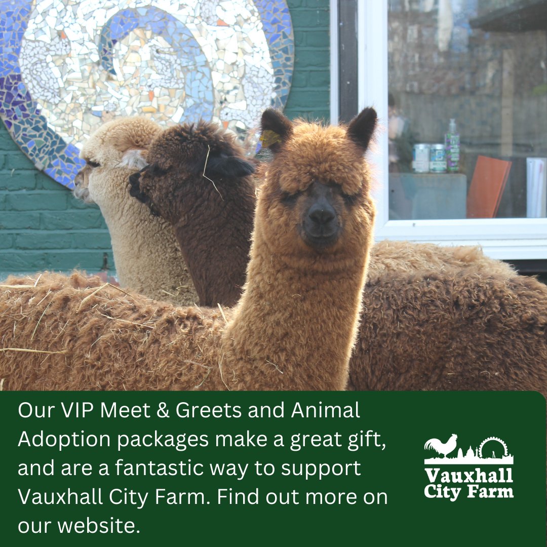 VauxhallFarm's tweet photo. If you'd like to show some love to Rolo, Cookie and Toffee, the #VauxhallCityFarm #Alpacas, why not book one of our VIP Meet & Greet vouchers or give the gift of Animal Adoption?
All our #animalexperience help support our farm and the work that we do 🫶 🥰 🫶 https://t.co/xRfF8emA5n