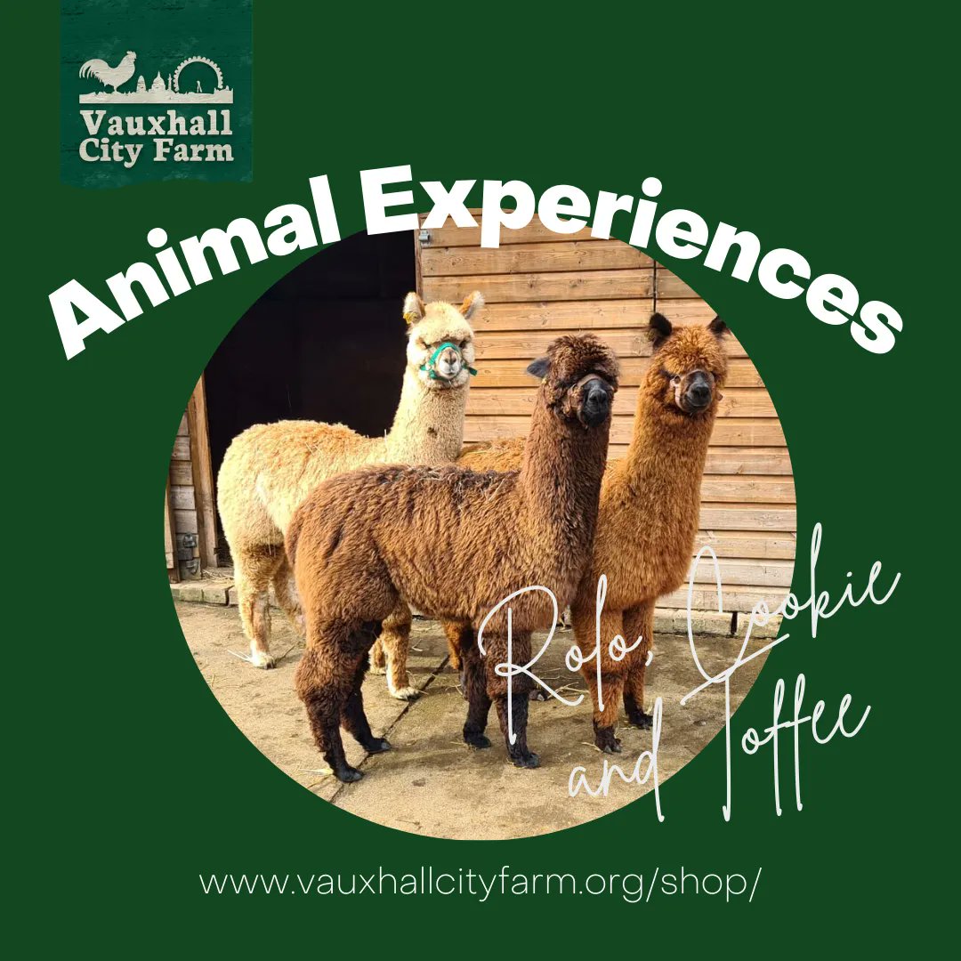 VauxhallFarm's tweet photo. If you'd like to show some love to Rolo, Cookie and Toffee, the #VauxhallCityFarm #Alpacas, why not book one of our VIP Meet & Greet vouchers or give the gift of Animal Adoption?
All our #animalexperience help support our farm and the work that we do 🫶 🥰 🫶 https://t.co/xRfF8emA5n