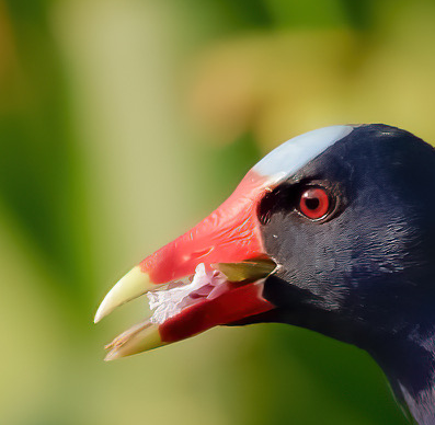 p_aquamon's tweet photo. GM GM, Art of Flight is gearing up for take off.  Interactions with this post may result in WL. Let's see how this goes. #nft #Nftcollection #nftphotography #bringingwildlifttotheblockchain #web3toyourwall #digital #ThursdayMotivation #photography #birdphotography #birdwatching https://t.co/VGldTS4V70