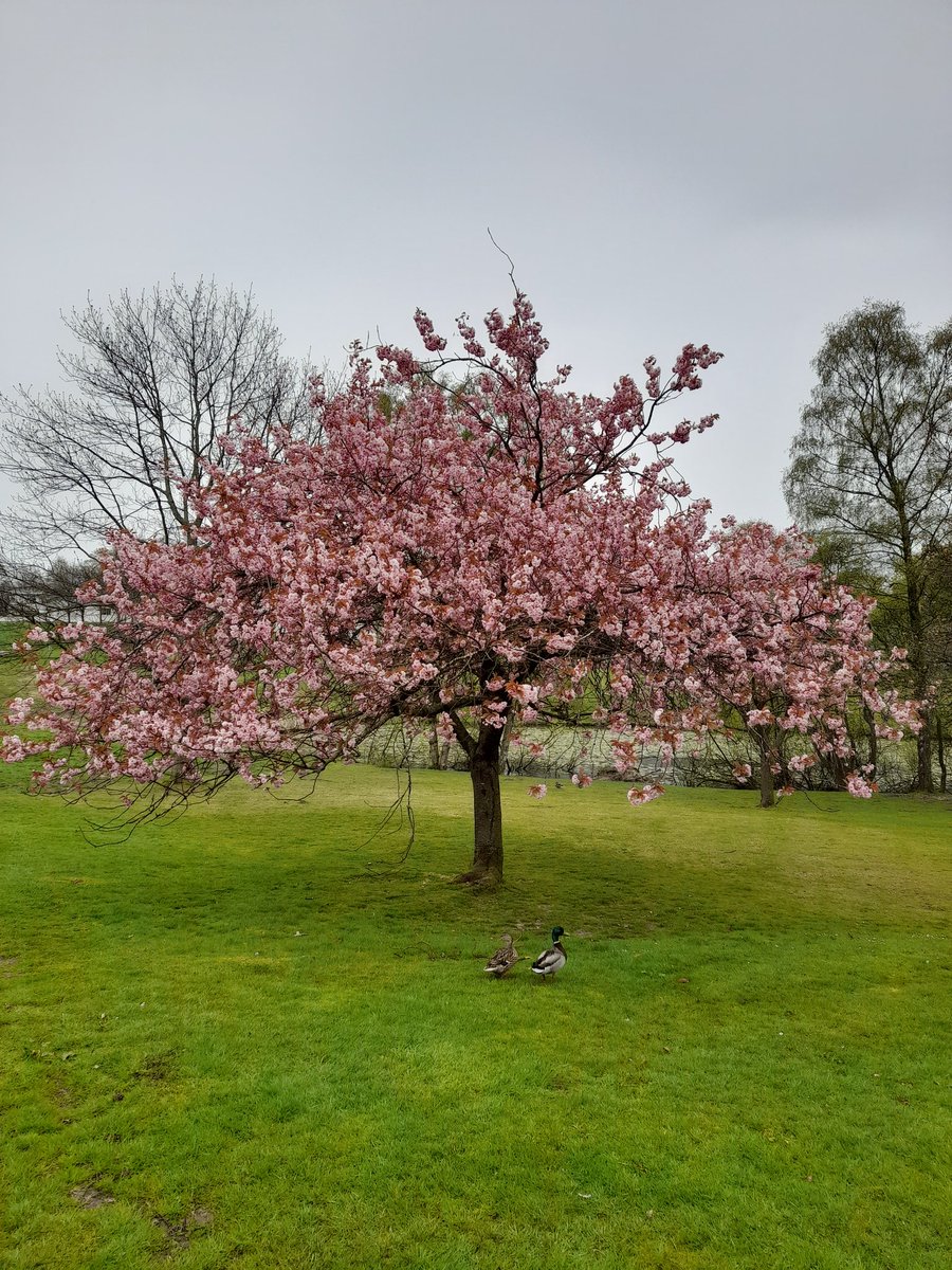 Dr Niamh Smith tweet media