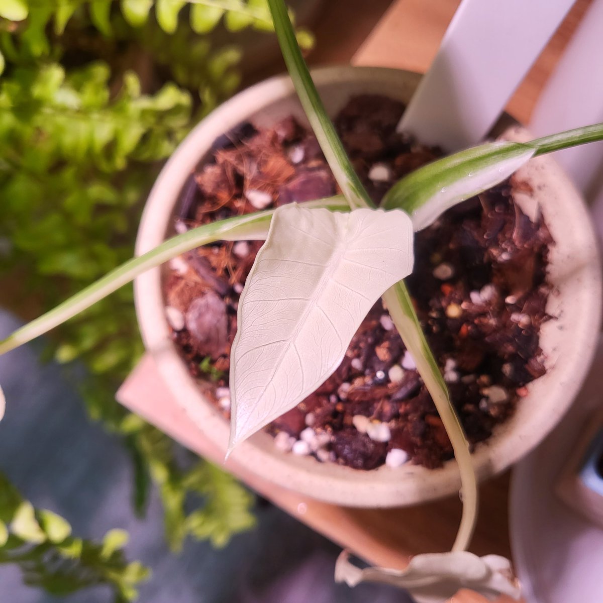 하날하눌 tweet media