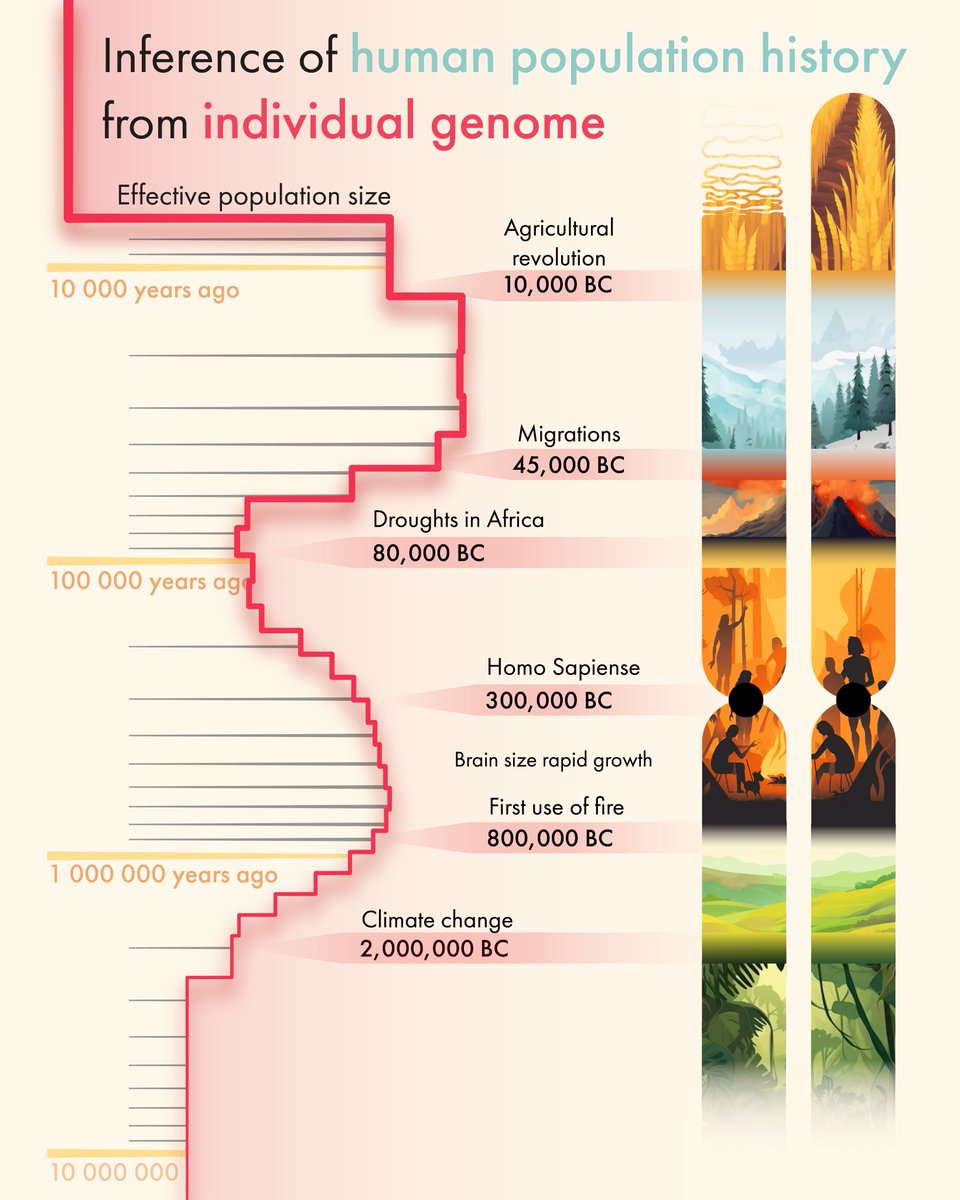 LomakinAI's tweet image. The wonders of population genetics allow us to reveal the echoes of the tumultuous times our ancestors survived, forever imprinted in our genome. In this thread, I&apos;ll share my experience replicating one of my all-time favourite papers by @lh3lh3 and @richard_durbin