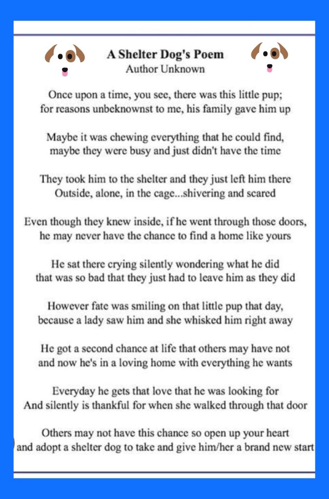 To celebrate #PoetryDayIreland 

We’d like to share a poem with you

Open your 💙 to a rescue pup

Transform 2 lives 🐾✨

 #MADRA #RescueDogs #PoetryDayIRL #AdoptDontShop