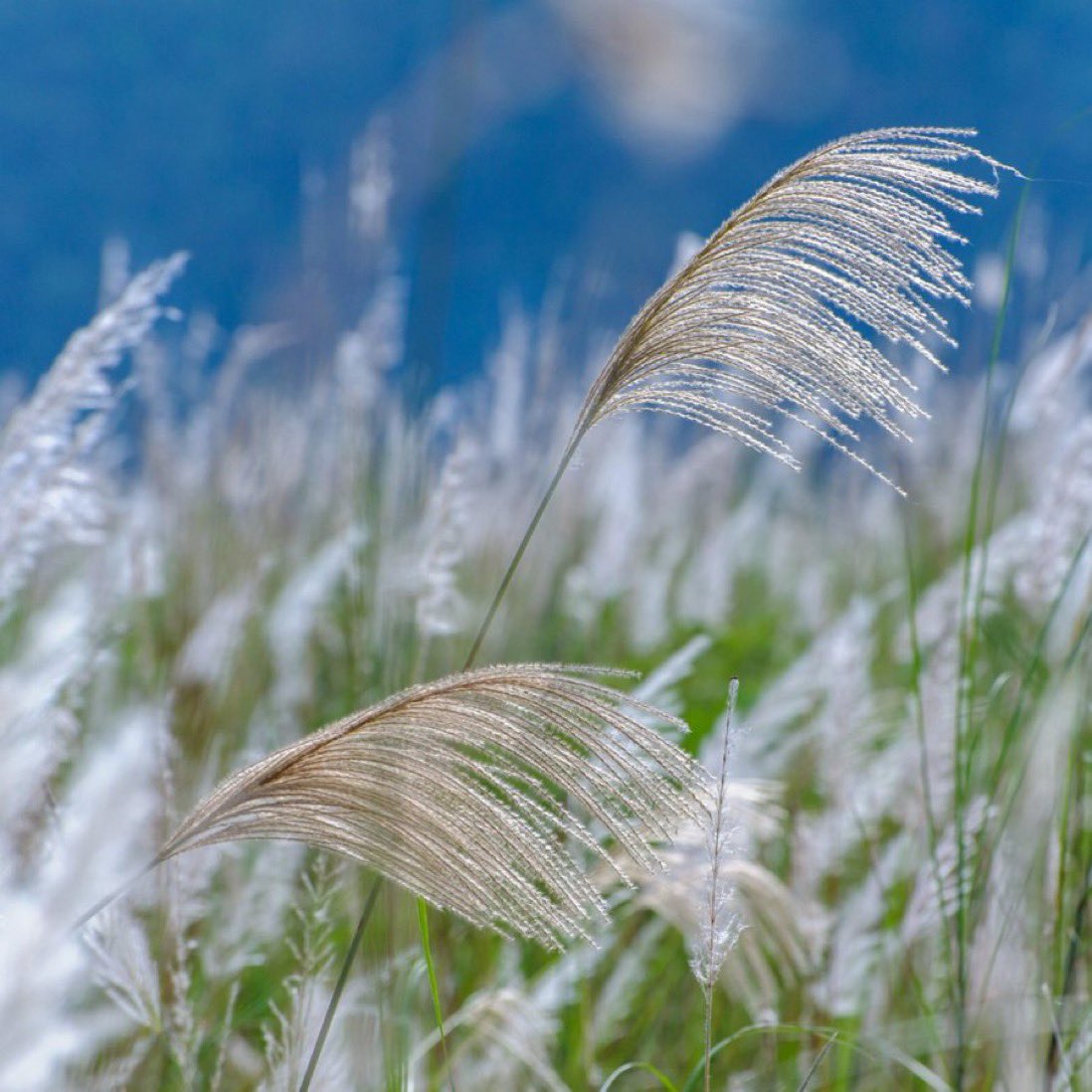 🇫🇷 La commune de Bernwiller en Alsace a trouvé une alternative au fioul, gaz et électricité pour se chauffer de manière plus écologique et économique : le miscanthus ! En plus d’avoir un prix stable, cette plante pousse toute seule, sans engrais chimique !💡(France Bleu)