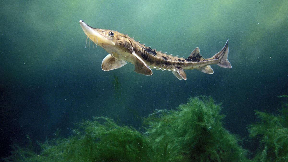 Grand news! A research team found juvenile lake sturgeon in the Grand River last year, evidence that these ancient, elusive fish are successfully spawning in West Michigan: buff.ly/3AmxAbg