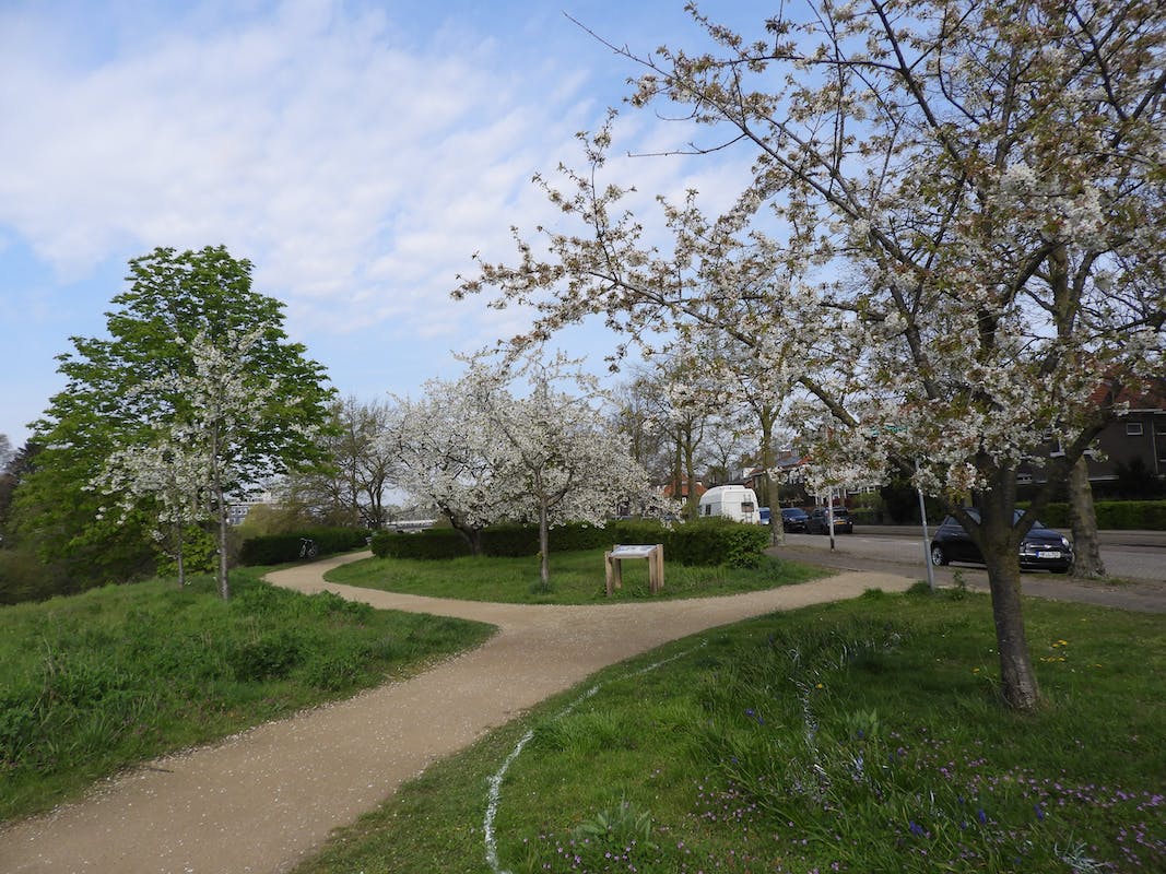 Lentefeest op het Groene Perron! kom genieten van de kersenbomen in bloei, bijvoorbeeld komende maandag  tijdens kunstproject Romeins Lentefeest (maandag 1 mei tussen 14.00 en 17.30 uur, zie voor meer informatie  brugnijmegen.nl/nieuws/algemee… 
Foto: Boudewijn Corstiaensen