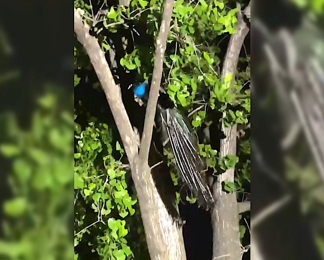 RT @1010WINS: Rogue peacock 'Raul' perched in Bronx tree after escaping zoo, attacking man https://t.co/NFpY2wy8Q0 https://t.co/a5dqMKJUek