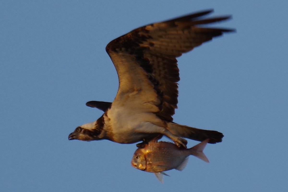 29Ihitaayume07's tweet image. えっ！ た・い・？
それって鯛だよね (+_+)
すげー！！
なんてグルメなミサゴさん🐤