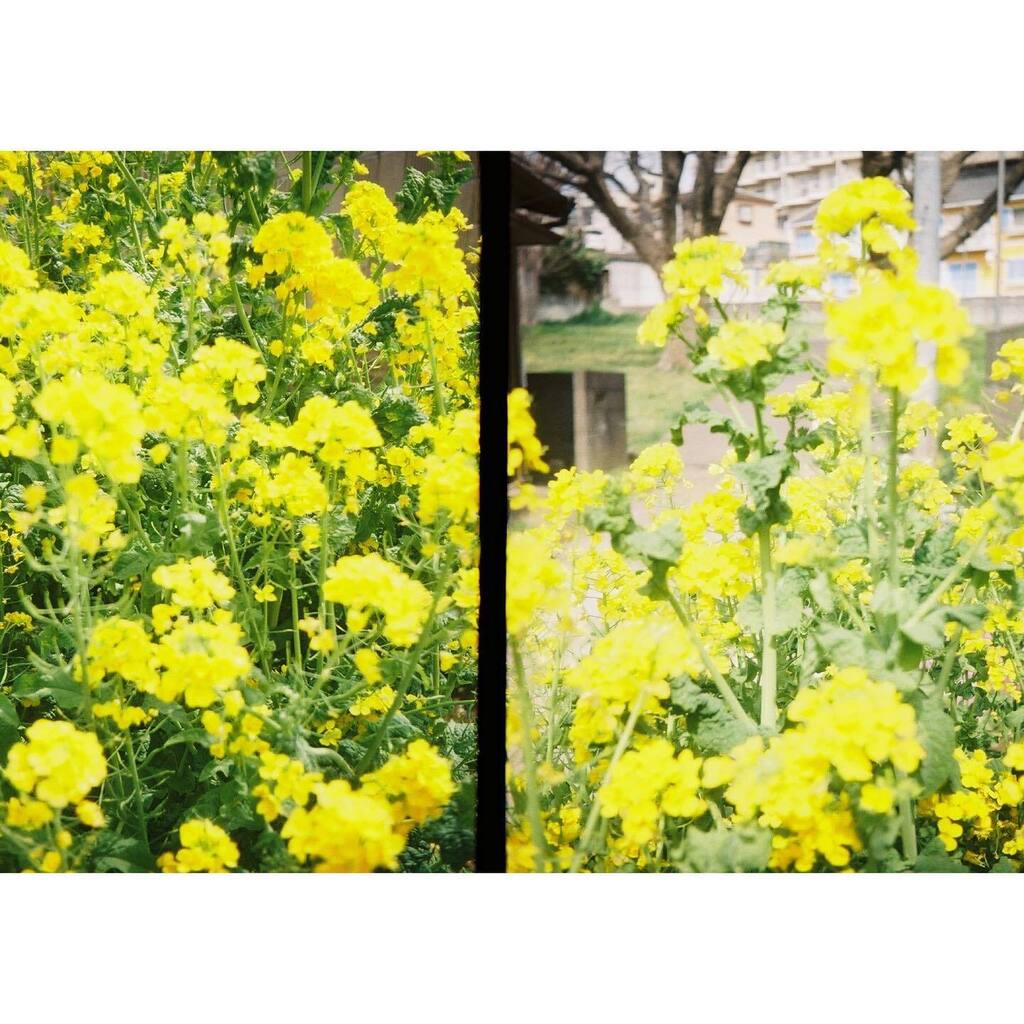 hiilagram's tweet photo. 千葉の花✨
#olympus #pen #pen_ee
✼••┈┈┈┈┈┈••✼
film photo🎞
@hiilagram https://t.co/pf3LZ0Cz9d