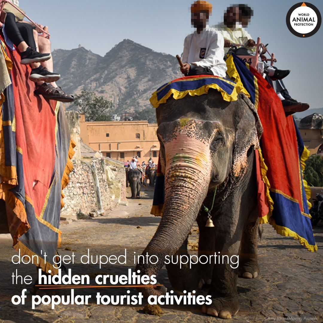 MoveTheWorldIN's tweet photo. Please join us in asking the Chief Minister of Rajasthan to phase out elephant rides at Amer Fort in Rajasthan.
Act Now: https://t.co/ZLhDYUkWzc
#NoPrideInElephantRide #NotEntertainers #WildlifeBelongsToWild #FreedomNotCaptivity #TortureInChains #SayNoToRide #conservation https://t.co/p3xWtNmOk9