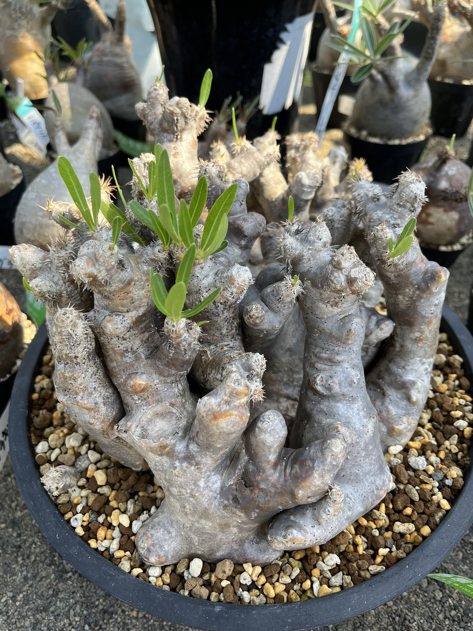 塊根植物　ブレビカレックス パキポディウム ブレビカリックス / Pachypodium densiflorum var.