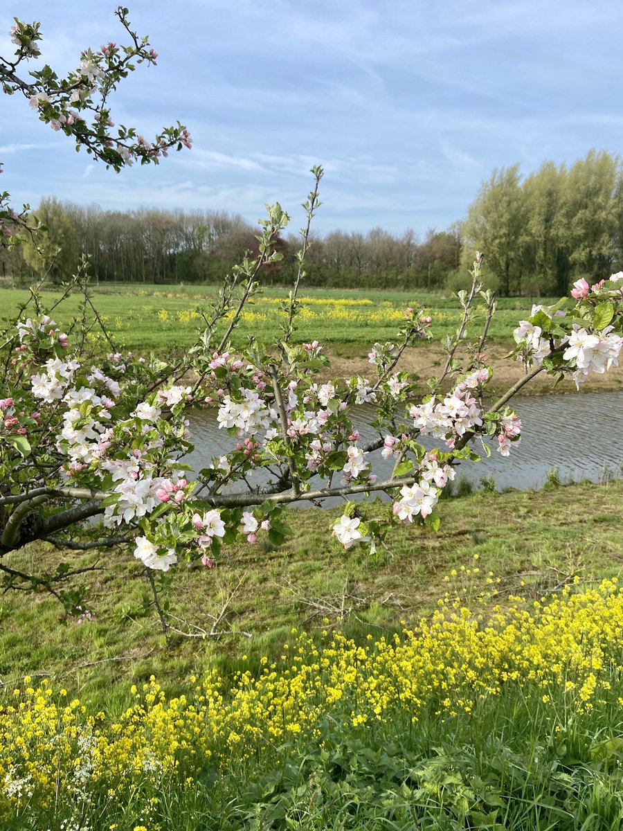peterendewolf10's tweet photo. Het is bloesemtijd mensen! #linge #appeldijk #marienwaerdt #bloesem https://t.co/zObN7B24KF