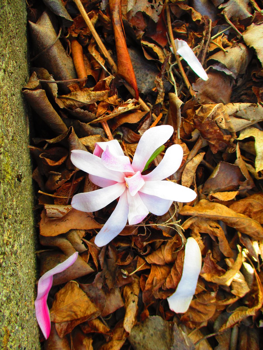 Katharine Brummett tweet media