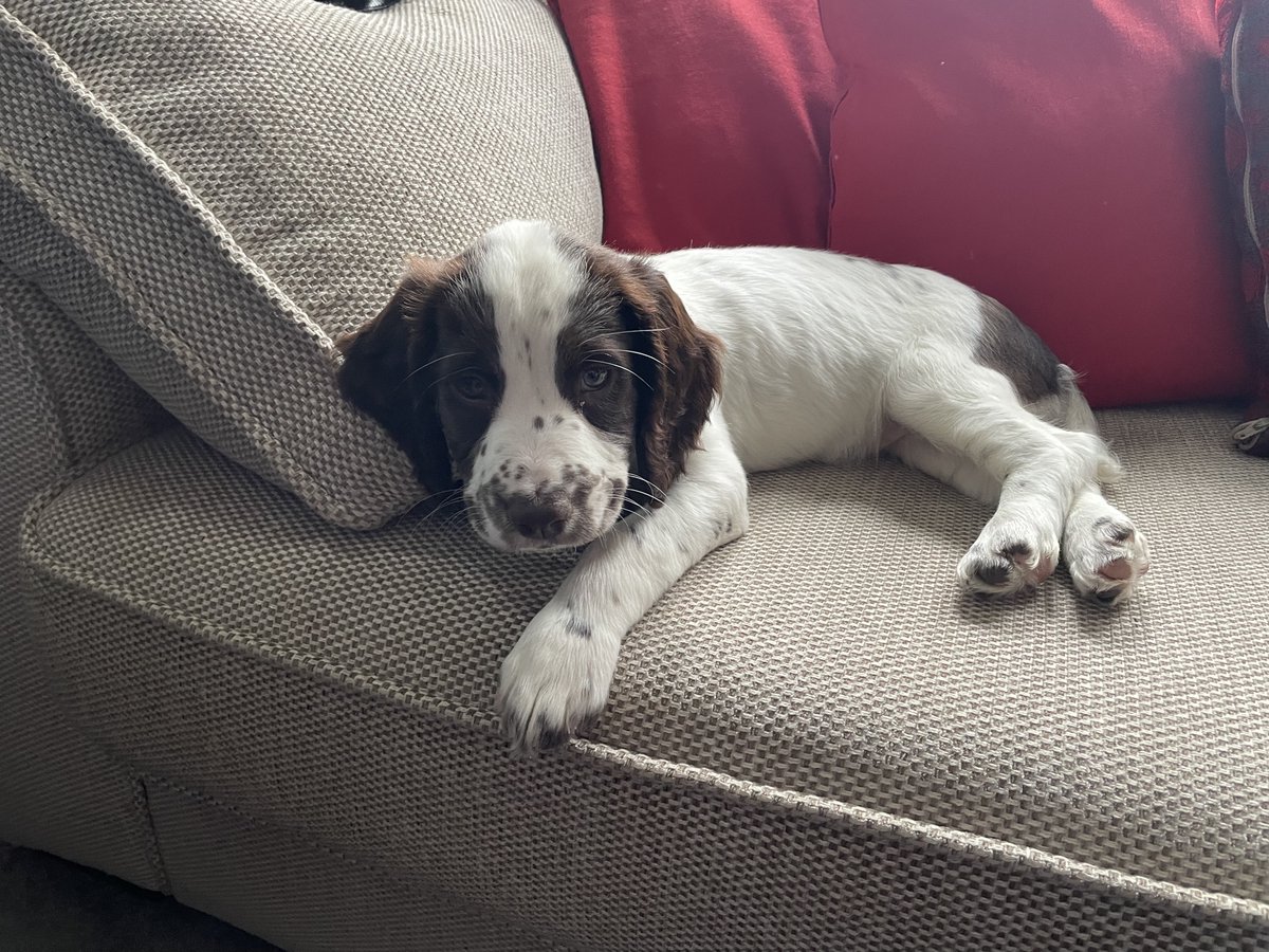 Fiona Perrin 〓〓 tweet media