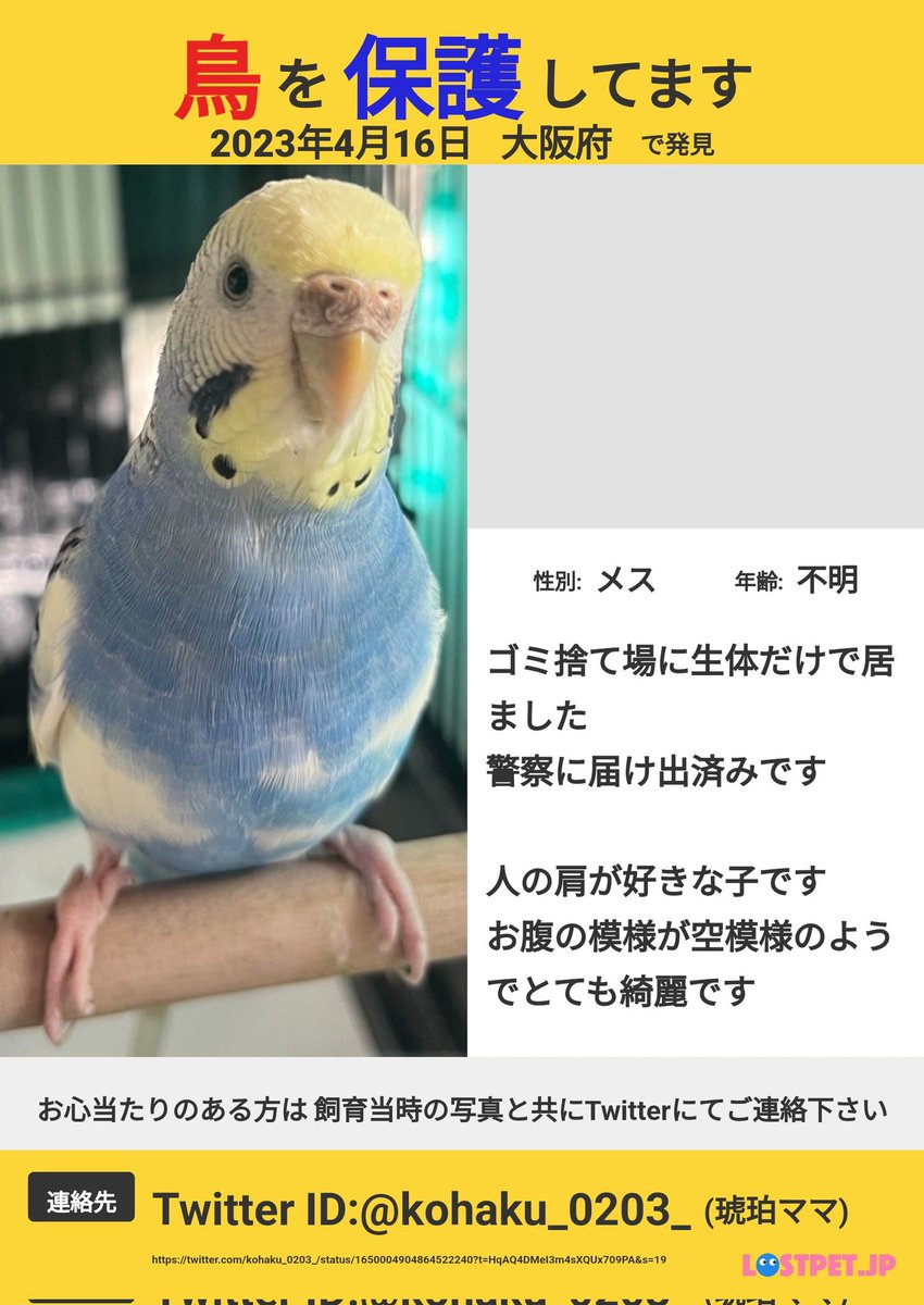 kohaku_0203_'s tweet photo. 04月16日保護
サチを捨てインコだと思ってる人多そうなんだけど
鳥が入れる隙間がガバガバな柵で囲われたごみ捨て場で生体だけで保護されているらしいから
捨て子じゃないと思うんだ…

#保護鳥 #迷子鳥 #セキセイインコ #レインボー #大阪 https://t.co/NsdovKmC6v