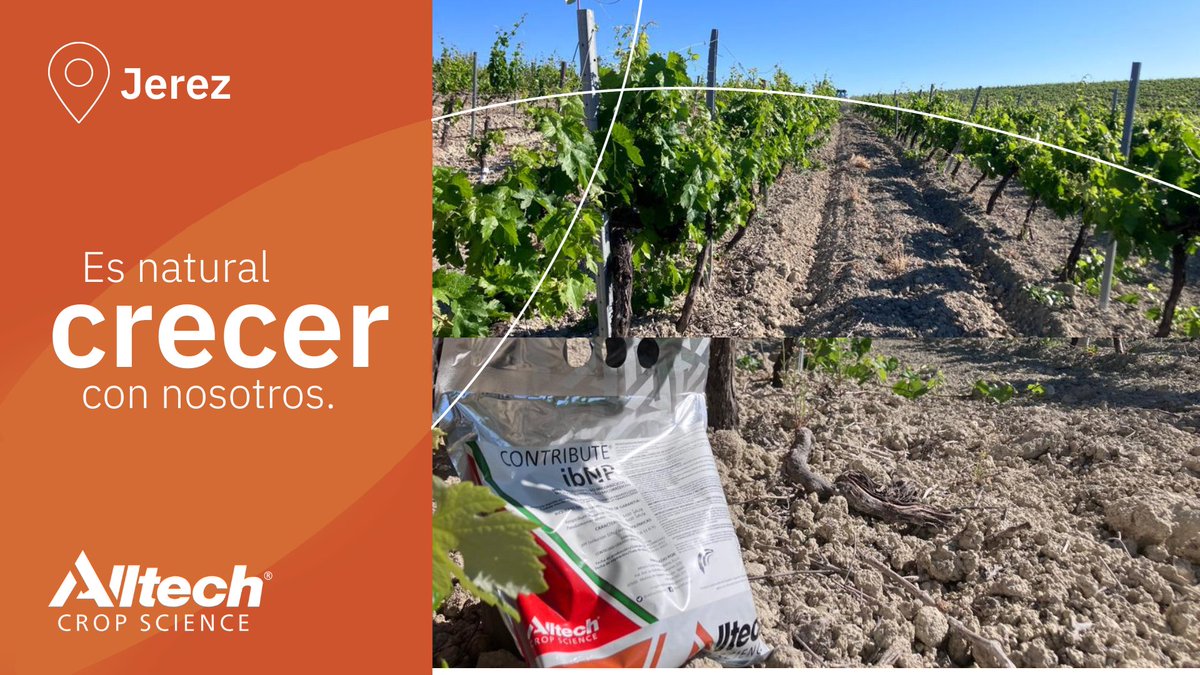 AlltechSpain's tweet photo. 🍇 #AlltechAdvice 🍇
👨🌾 Nuestro compañero Marcos nos envía estas imágenes tras la aplicación del Protocolo ACS con CONTRIBUTE® ibNP en #viña de secano de la zona de Jerez @gonzalezbyass
¡Es natural crecer con nosotros! 🧡
#ExpertosEnSaludDelSuelo 🌱
https://t.co/ySPT4fjyJf https://t.co/94DzoNmROd
