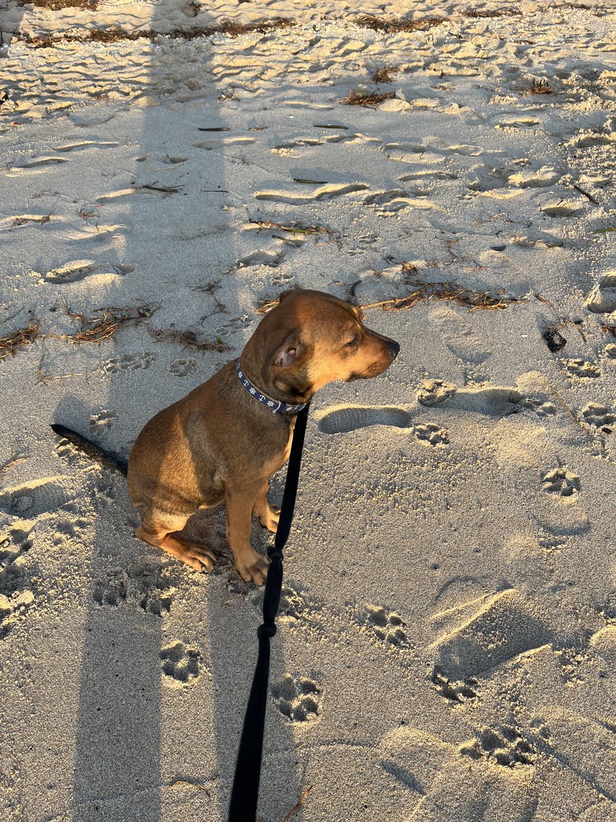 Throw back Thursday. I forget how little Jules was. We still walk the beach to watch the sunrise. Life is good and my life is better with Jules. I love this boy!