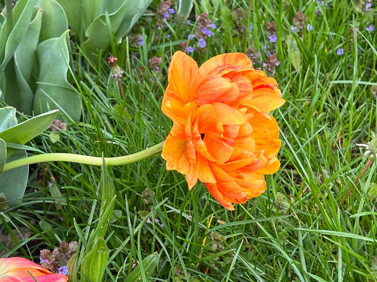 bberwyn's tweet photo. #tuliplove #notamsterdam ๐คฃ https://t.co/DbDBpOnLI3