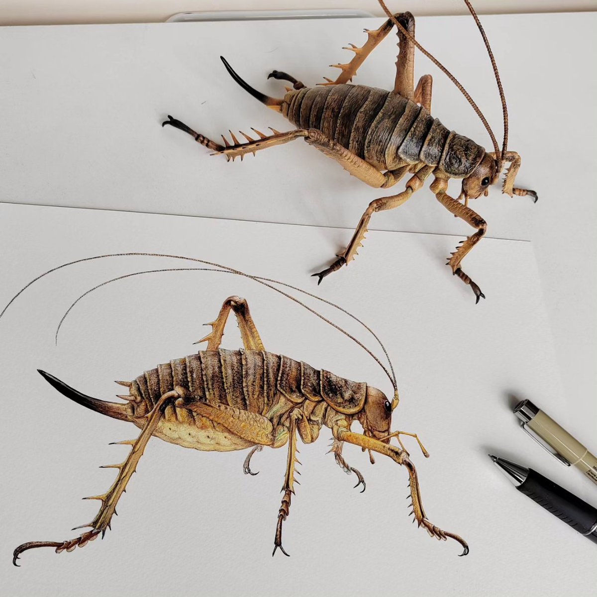 CNahaboo's tweet photo. Deinacrida heteracantha, Wētāpunga or Giant Weta, limited edition prints available! (Original also available!)  https://t.co/cLZwpkQHLR (The figure is from Bandai Ichiban Kuji, I repainted it, find out more on Instagram: classified_cargo https://t.co/yHxxqG11Z9