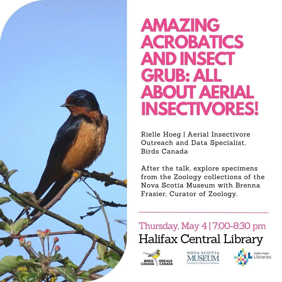 BrennaAFrasier's tweet photo. Aren't these barn swallow eggs lovely?

Come and explore a sampling of @NS_Museum Natural History Collections related to aerial insectivores at our coming event next week! 

May 4th @hfxpublib Central Library 7-8:30pm. @Mar_Swifts @BirdsCanada_Atl @RielleHoeg https://t.co/UMvfaRQSdI