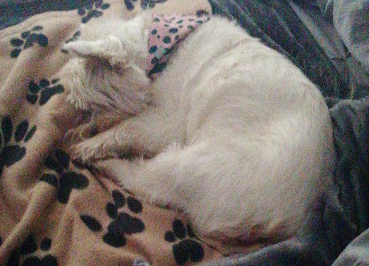 pringoli's tweet photo. Little Miss Winnie loves a lay-in 🐾 off for a haircut today 😂 https://t.co/RqjWkYH4Ui