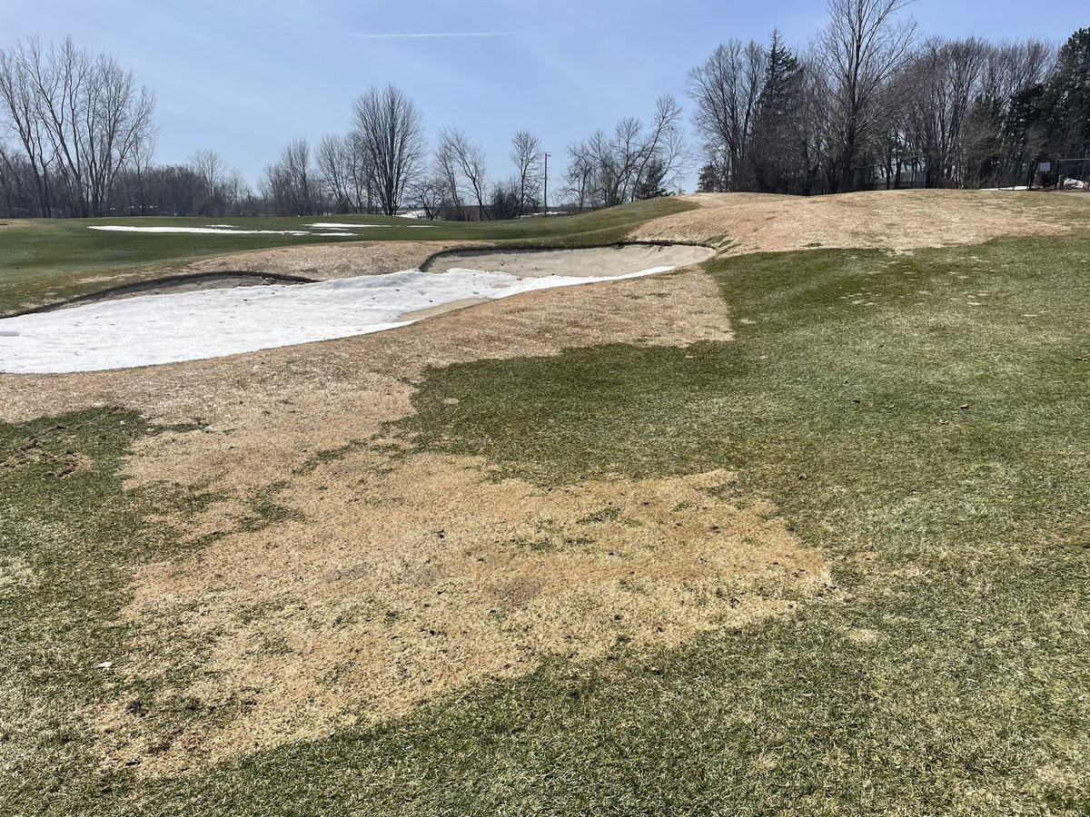 CavanaughTurf's tweet image. Two weeks later on Kentucky bluegrass.