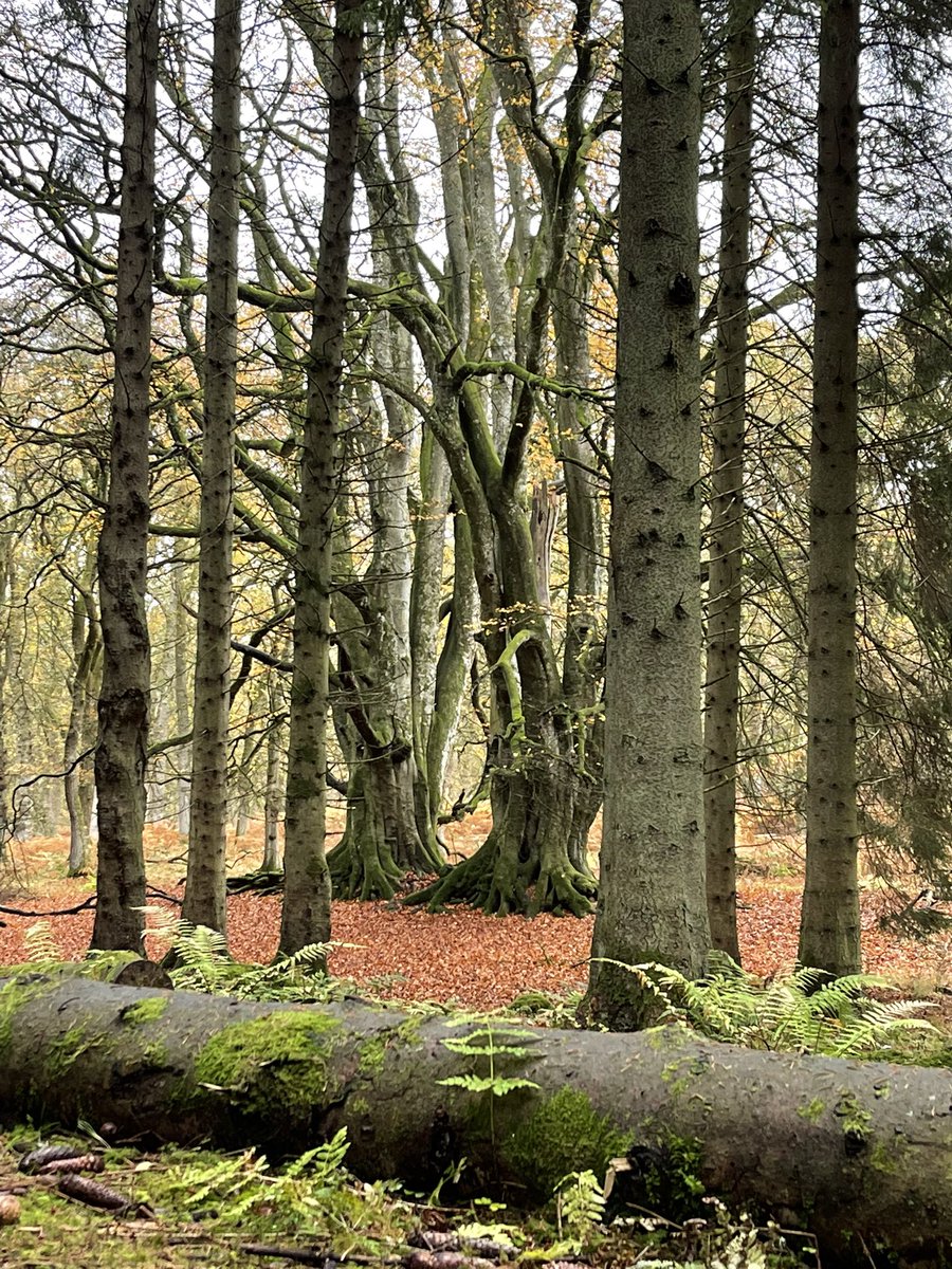 DandAAcaDev's tweet photo. Deletion Extinction is a wonderful poem written by a member of staff at D&amp;A College in response to @RobGMacfarlane and @JackieMorrisArt The Lost Words. We think you will agree when we say it is exquisite. 
https://t.co/cxWzFlrWKN https://t.co/alLXoQDFy7